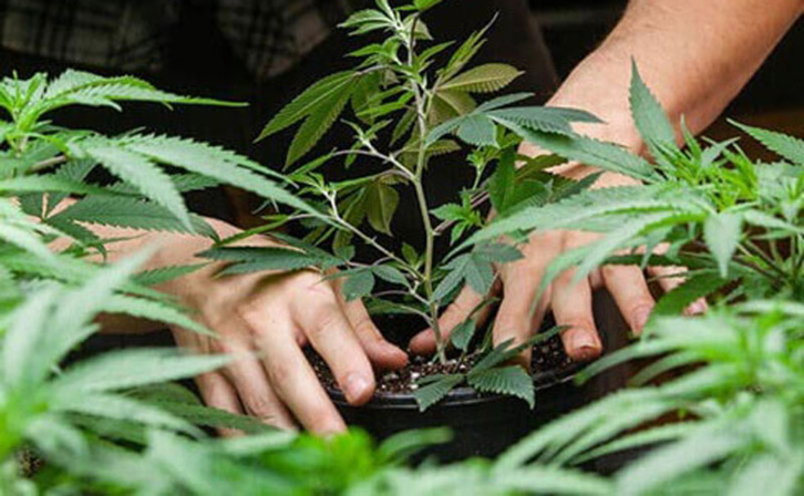 Cannabis : L’or vert du Maroc ? Cannabis : L’or vert du Maroc ?