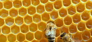 Trois cures pour se préserver cet automne Trois cures pour se préserver cet automne