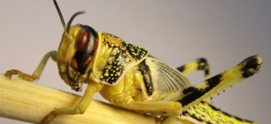 Criquet pèlerin : viendra, viendra pas? Criquet pèlerin : viendra, viendra pas?