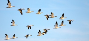 Importance des oiseaux dans l'écosystème Importance des oiseaux dans l'écosystème