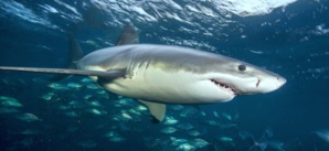 Faut-il avoir peur des requins au Maroc Faut-il avoir peur des requins au Maroc