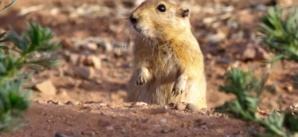 Polisario l'hiroshima de l'imposture Polisario l'hiroshima de l'imposture