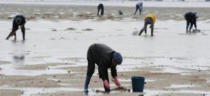 Dakhla : reprise du ramassage et de la vente des coquillages Dakhla : reprise du ramassage et de la vente des coquillages