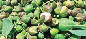 La culture du câpre pour la promotion de l'emploi à Safi La culture du câpre pour la promotion de l'emploi à Safi