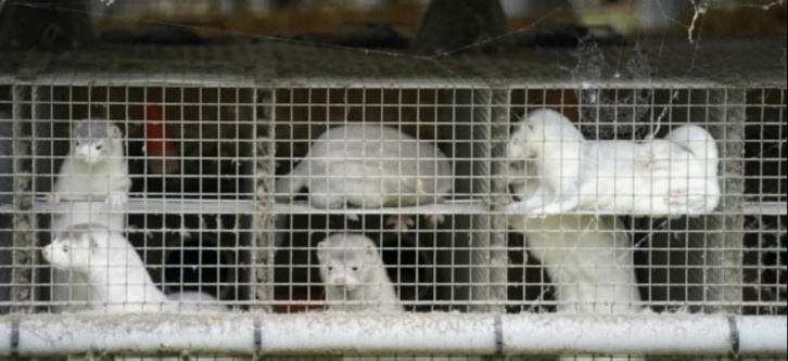 Danemark : Des millions de visons abattus à cause d'une mutation Covid-19