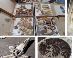 Saisie de 200kg de pièces géologiques interdites à l'exportation Saisie de 200kg de pièces géologiques interdites à l'exportation