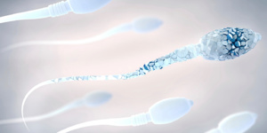 Covid-19 et fertilité masculine 