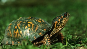 Les tortues en danger de disparition