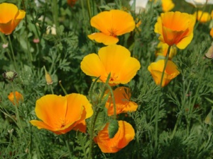 De la phytothérapie comme alternative au recours aux somnifères De la phytothérapie comme alternative au recours aux somnifères