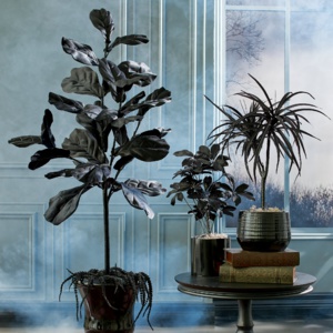 Des plantes originales de couleur noire Des plantes originales de couleur noire