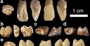 Maroc: Découverte des restes d'un macaque vieux de 2,5 millions d’années Maroc: Découverte des restes d'un macaque vieux de 2,5 millions d’années