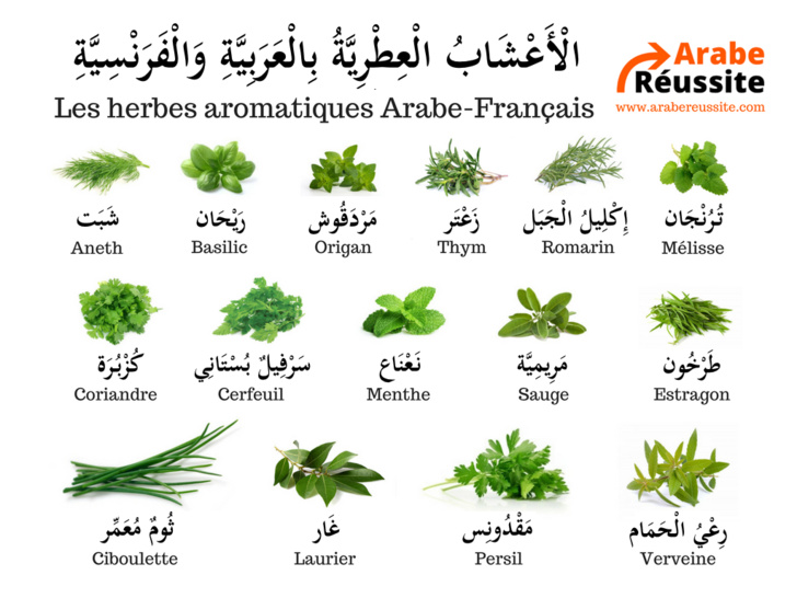 Connaissez-vous les bienfaits du laurier ? Connaissez-vous les bienfaits du laurier ?