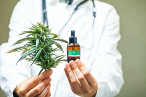 Il y a cannabis et cannabis Il y a cannabis et cannabis