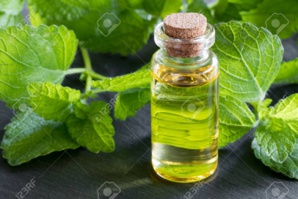 Les bienfaits de l'huile essentielle de mélisse sur le corps Les bienfaits de l'huile essentielle de mélisse sur le corps