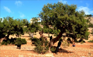 L'arganiculture la recherche avance L'arganiculture la recherche avance