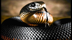 Avis de recherche : Brahim Ghali a disparu des radars Avis de recherche : Brahim Ghali a disparu des radars