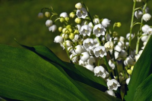 Le muguet est à l'honneur, ce premier mai Le muguet est à l'honneur, ce premier mai