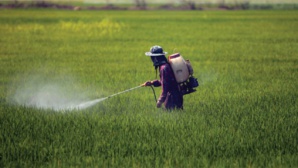 Des légumes marocains retirés des marchés à l’étranger, faute aux résidus de pesticides Des légumes marocains retirés des marchés à l’étranger, faute aux résidus de pesticides