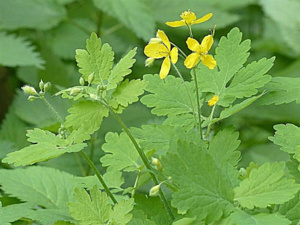 La fameuse plante vivace : la chélidoine La fameuse plante vivace : la chélidoine