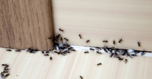 Nos astuces naturelles pour se débarrasser des fourmis