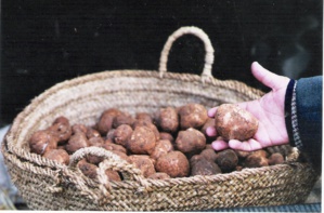 Les Terfess et les truffes du Maroc : De la récolte naturelle à la culture industrielle