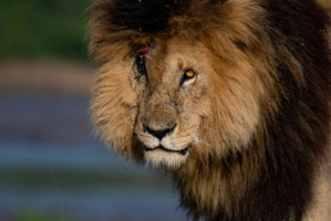  « Scarface » : Le Lion le plus célèbre du monde est mort