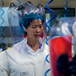 Dr Shi Zhengli, alias 'Bat Lady', qui teste des virus 'augmentés' sur des souris 'humanisées'