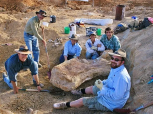 Une nouvelle espèce de dinosaure découverte en Australie Une nouvelle espèce de dinosaure découverte en Australie