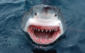 Comment font les requins pour dormir ? Comment font les requins pour dormir ?