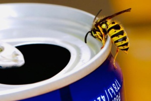 Des astuces pour éloigner les insectes lors d'un pique-nique Des astuces pour éloigner les insectes lors d'un pique-nique