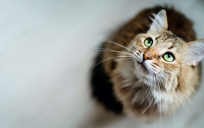 C'est prouvé : les chats reconnaissent leurs noms ! C'est prouvé : les chats reconnaissent leurs noms !