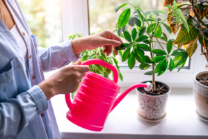 Voici comment conserver vos plantes pendant les vacances