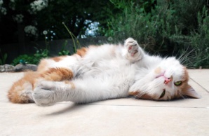 6 photos qui prouvent que les chats peuvent dormir n'importe où ! 6 photos qui prouvent que les chats peuvent dormir n'importe où !