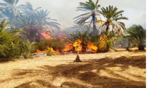 Incendies dans les palmeraies de la région de Zagora