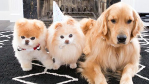 Journée mondiale des chiens : Les 3 chiens qui ont marqués l'histoire Journée mondiale des chiens : Les 3 chiens qui ont marqués l'histoire