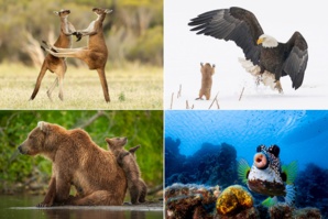 Comedy Wildlife 2021 : Voici les photos d'animaux les plus drôles de l'année