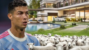 Cristiano Ronaldo déménage de sa maison à cause d'un ... mouton ! Cristiano Ronaldo déménage de sa maison à cause d'un ... mouton !