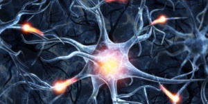 Régénérer des neurones perdus ?