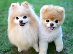 Voici les 10 raisons d'adopter un chien Voici les 10 raisons d'adopter un chien