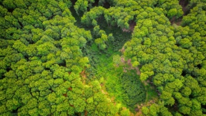 Facebook interdit la vente de la forêt amazonienne sur sa marketplace