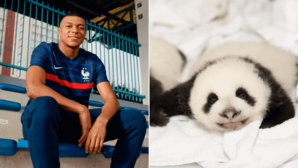 Mbappé sera le parrain d'un bébé panda de zoo de Beauval Mbappé sera le parrain d'un bébé panda de zoo de Beauval