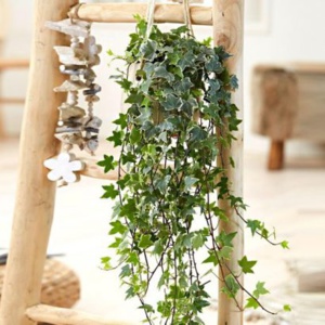 4 plantes d'intérieur qui absorbent l'humidité 4 plantes d'intérieur qui absorbent l'humidité