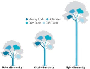 Immunité vaccinale ou naturelle contre le Covid*19 ? Immunité vaccinale ou naturelle contre le Covid*19 ?