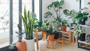 Comment prendre soin des plantes d’intérieur en hiver ? Comment prendre soin des plantes d’intérieur en hiver ?