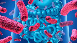 Qu’est-ce que le Microbiote intestinal et quelle est son utilité ??
