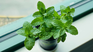 Découvrez nos 7 façons d’utiliser de la menthe fraîche dans la maison Découvrez nos 7 façons d’utiliser de la menthe fraîche dans la maison