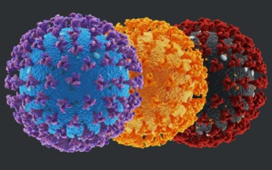 Comment le variant Omicron est-il apparu ? Comment le variant Omicron est-il apparu ?