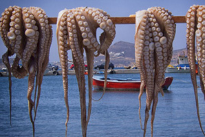 Pêche du poulpe : Feu vert pour la saison d’hiver Dakhla Pêche du poulpe : Feu vert pour la saison d’hiver Dakhla
