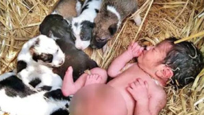 Inde : Une chienne sauve un nourrisson Inde : Une chienne sauve un nourrisson