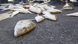 Il pleut des poissons au Texas ! Il pleut des poissons au Texas !